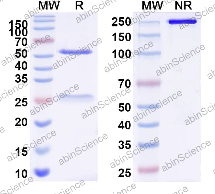 InVivoMAb Anti-Mouse F4/80 & CD3e Bispecific Antibody (Iv0232)