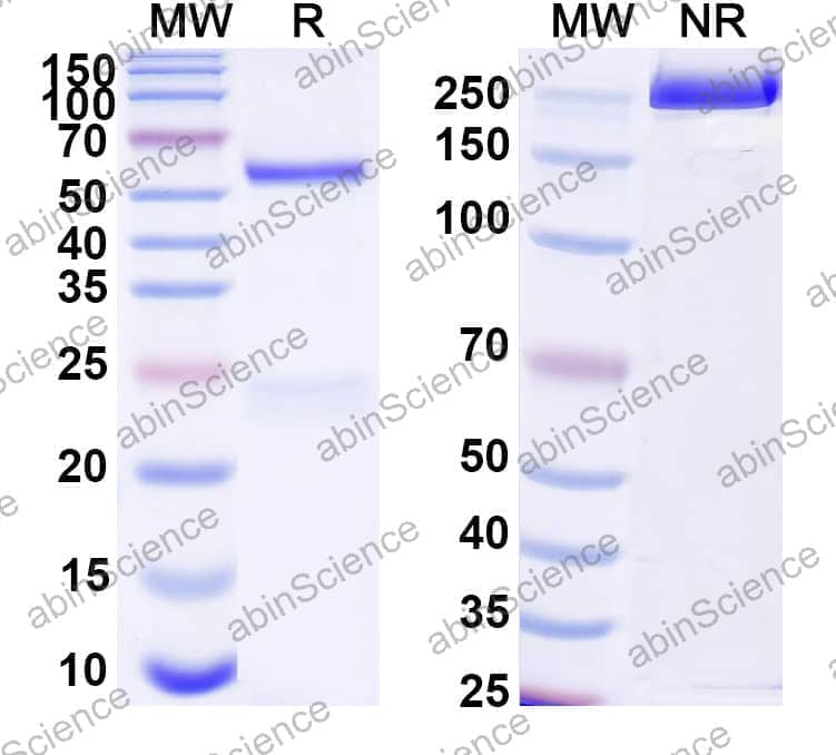 InVivoMAb Anti-Mouse EGFR & CD3e Bispecific Antibody (Iv0272)