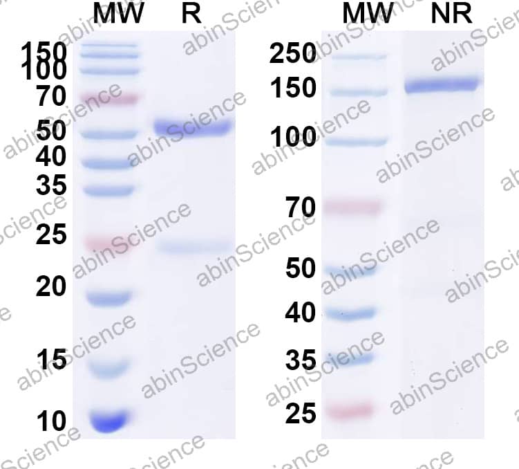 Anti-Mouse EGFR/ERBB1 Antibody (SAA2220)