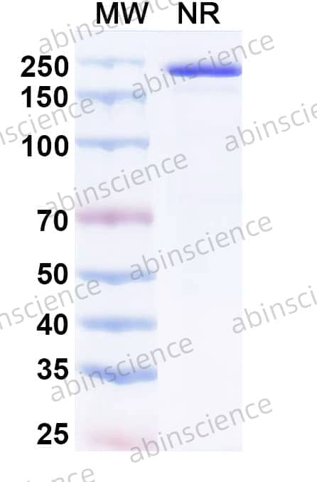Mouse IgG2b Isotype Control Antibody (KLH)