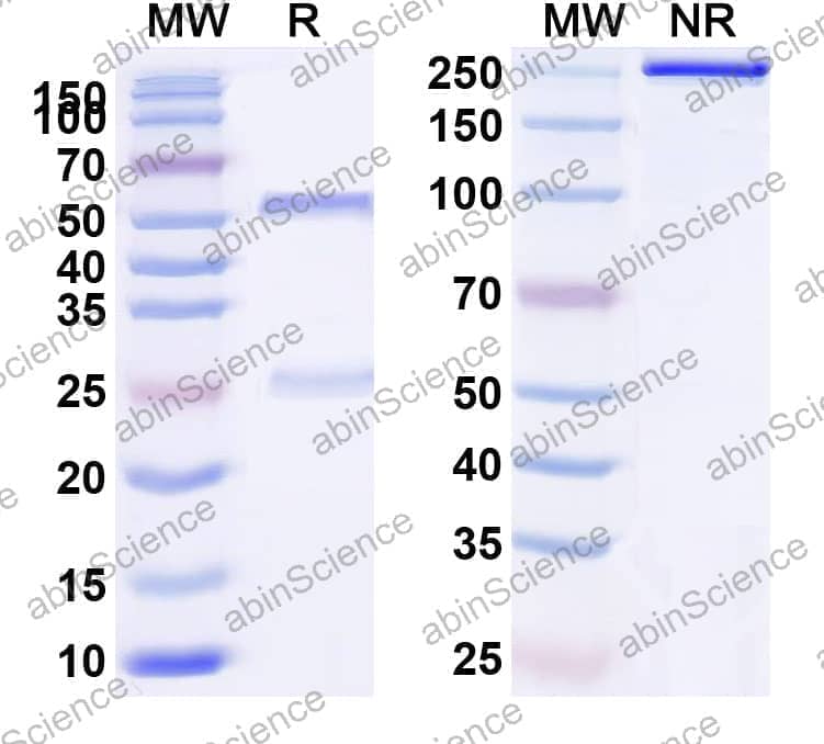 Mouse IgG2b Isotype Control Antibody (GC198)