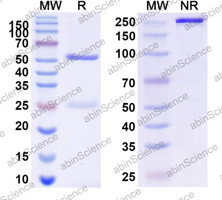 InVivoMAb Anti-Mouse CD25/IL2RA Antibody (PC61/PC61.5.3)