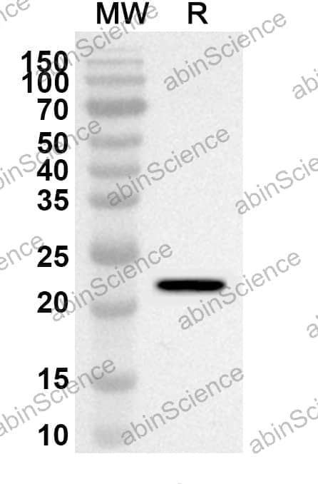 Anti-Mouse CD16/FcRIII Polyclonal Antibody