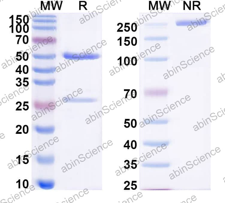 InVivoMAb Anti-Mouse VISTA & PD-L1 Bispecific Antibody (Iv0246)