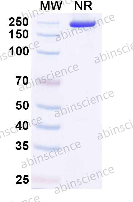 InVivoMAb Mouse Anti-Mouse CD16/CD32 (Iv0016)