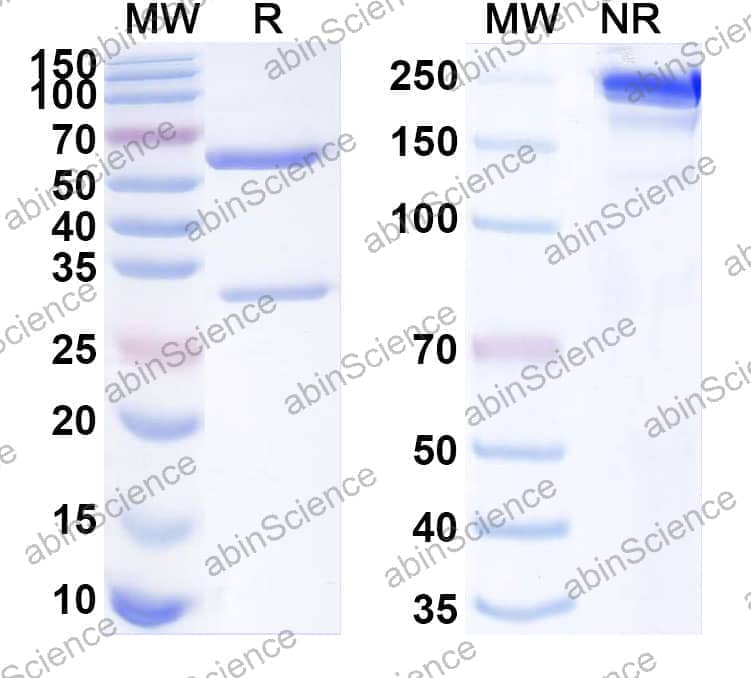 InVivoMAb Anti-Mouse TIGIT & PD-L1 Bispecific Antibody (Iv0247)