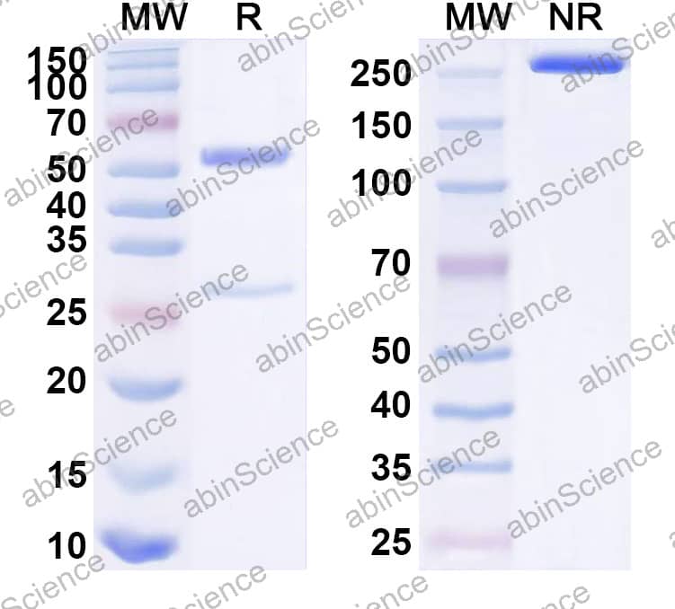 Anti-Mouse PD1 / VEGF-A Bispecific Antibody (RMP1-14 / G6-31)