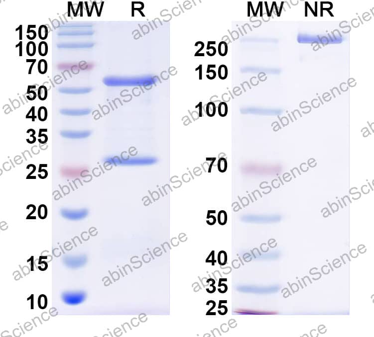 Anti-Mouse PD1 / VEGF-A Bispecific Antibody (29F.1A12 / G6-31)