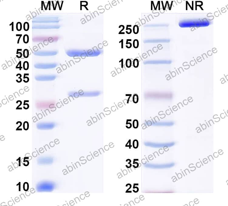 InVivoMAb Anti-Mouse PD-1 & PD-L1 Bispecific Antibody (Iv0240)