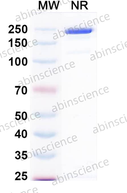 Mouse IgG1 Isotype Control Antibody (DD7)