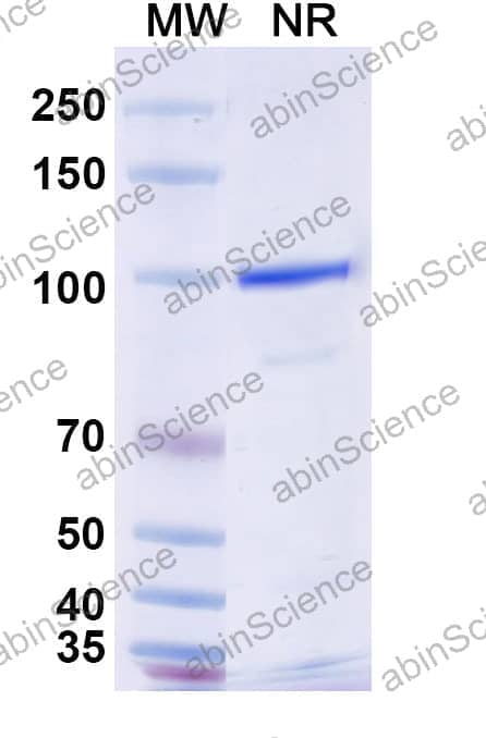Anti-Mouse CD370/CLEC9A Antibody (SAA0484)