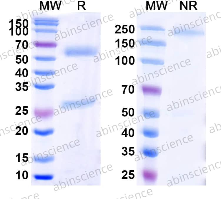 Mouse IgM Isotype Control Antibody (IS5-20C4)