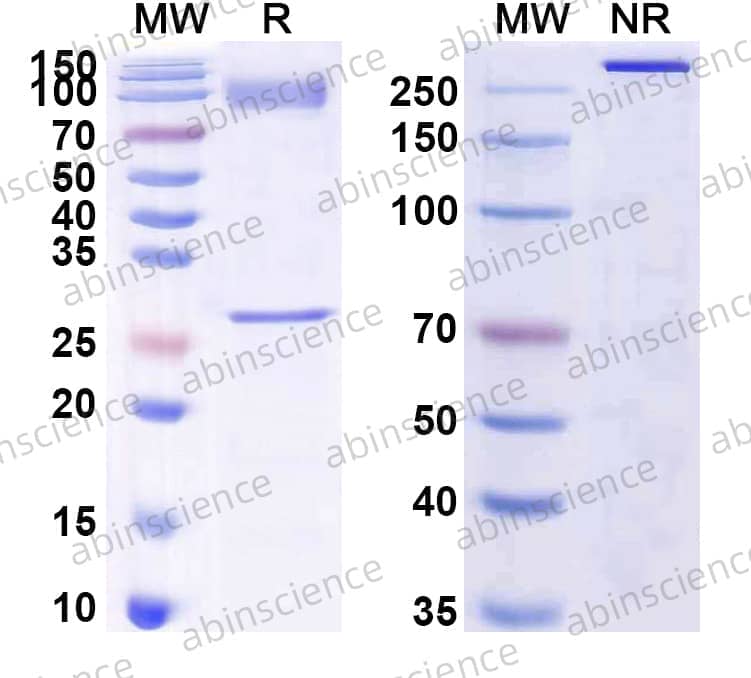 Mouse IgM Isotype Control Antibody (11E10#)
