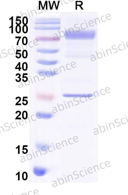 Mouse IgM, Lambda Isotype Control Antibody (MOPC 104E)