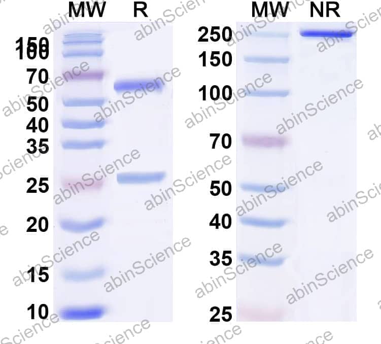Mouse IgG3 Isotype Control Antibody (B1-8)