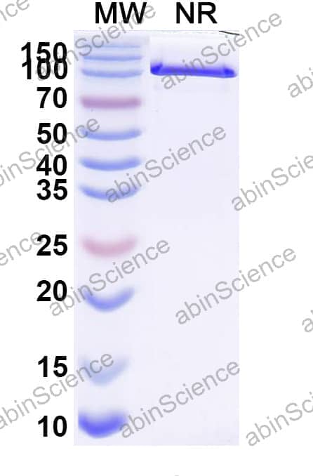 InVivoMAb Anti-Mouse CD274/PD-L1/B7-H1 (Iv0040)