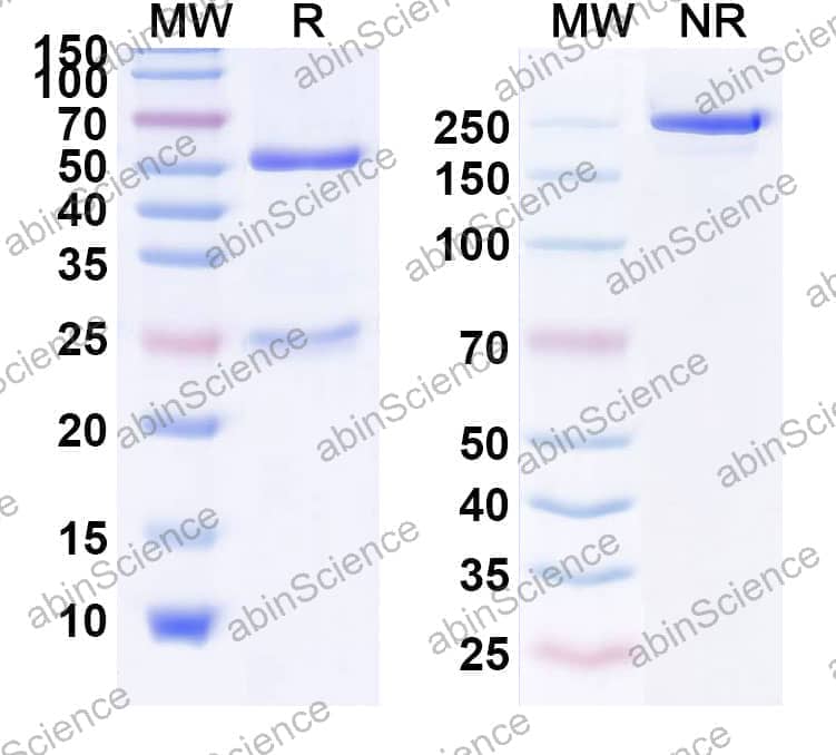 InVivoMAb Anti-Fluorescein & mPD-L1 Bispecific Antibody (Iv0234)