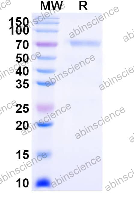 Recombinant Mouse CD134/TNFRSF4/OX40 Protein, C-Fc