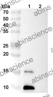 Recombinant Human CXCL12/SDF-1 Protein