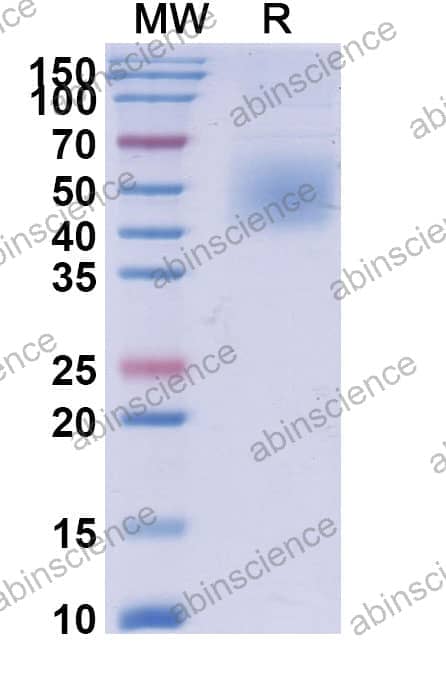 Recombinant Mouse CD80/B7-1 Protein, C-Strep-GPI
