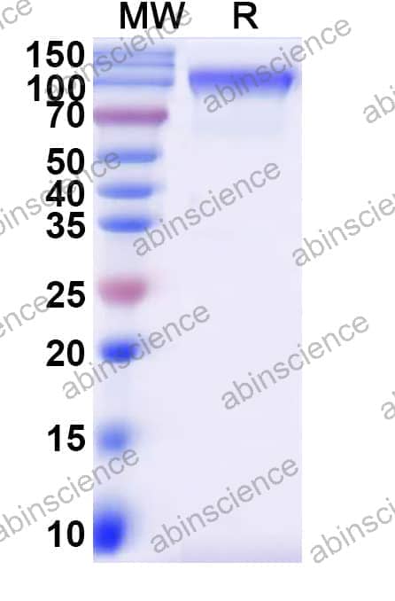 Recombinant Mouse CD68 Protein, C-Fc