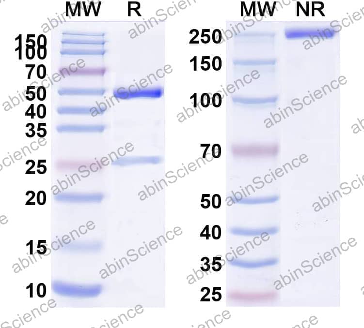 Anti-Mouse CD70 Antibody (FR70)