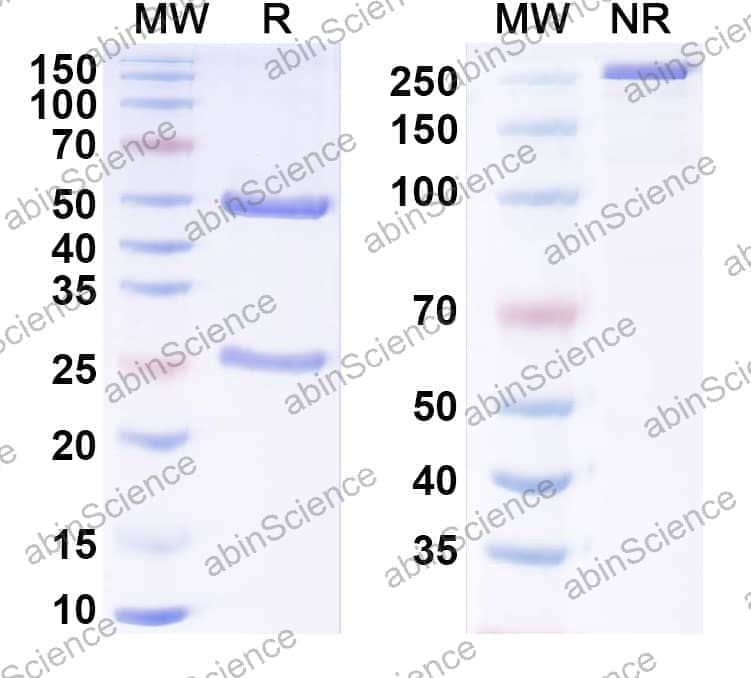InVivoMAb Anti-Mouse TRP-1 & OX40 Bispecific Antibody (Iv0238)