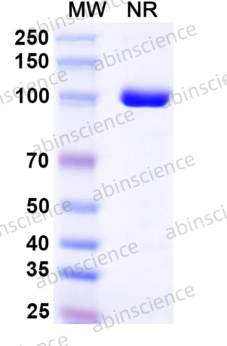 Anti-Mouse CD5/Ly-1 Antibody (SAA2083)