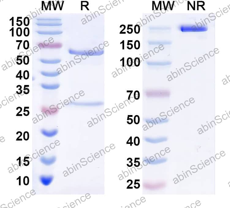 InVivoMAb Anti-Fluorescein & mCD3e Bispecific Antibody (Iv0233)