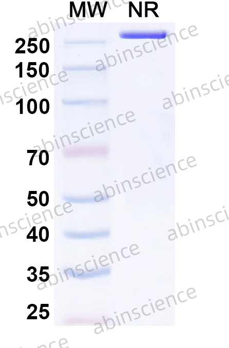 InVivoMAb Anti-Mouse CD3E Antibody (145-2C11)