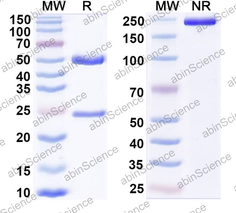 InVivoMAb Anti-Mouse CD20 & CD3e Bispecific Antibody (Iv0225)