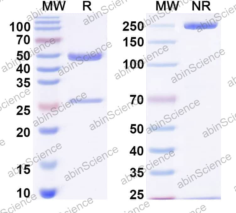 InVivoMAb Anti-Mouse ARG1/Arginase-1 Antibody (Iv0121)