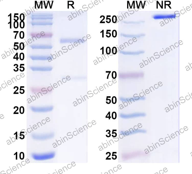 InVivoMAb Anti-Mouse PD-L1 & CD28 Bispecific Antibody (Iv0245)