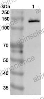 Anti-Mouse CD324/CDH1 Polyclonal Antibody