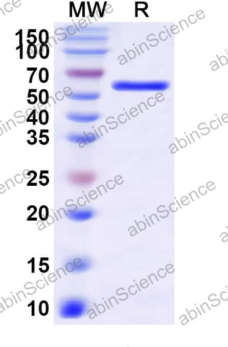 Recombinant Sweet wormwood Art an 7 Protein, N-His