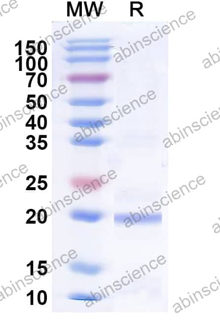 Recombinant Apple Mal d 1/MALD1 Protein, N-His