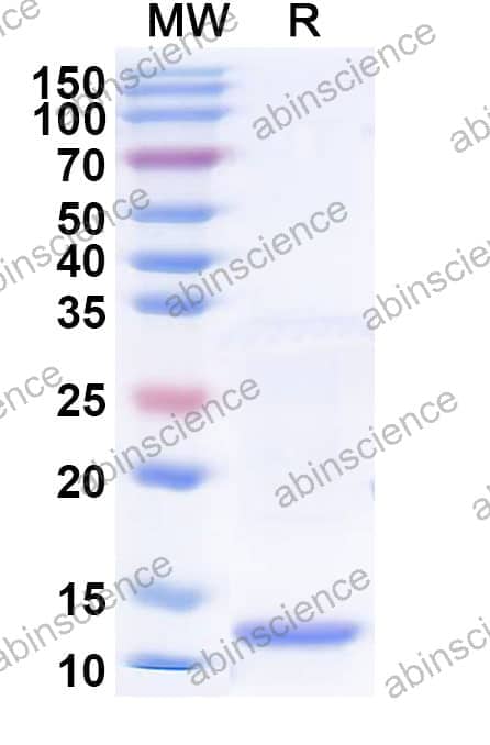 Recombinant Apple Mal d 3/MALD3 Protein, N-His