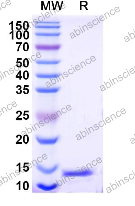 Recombinant European white birch Bet v 4 Protein, N-His