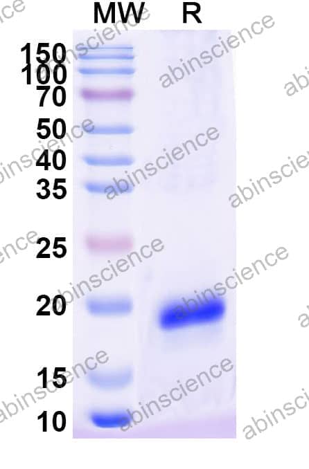 Recombinant Wheat Tri a 30 Protein, C-His