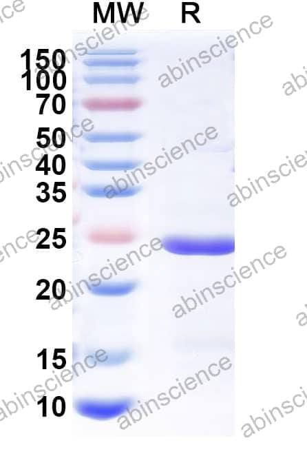 Recombinant Peanut Ara h 1 Protein, N-His