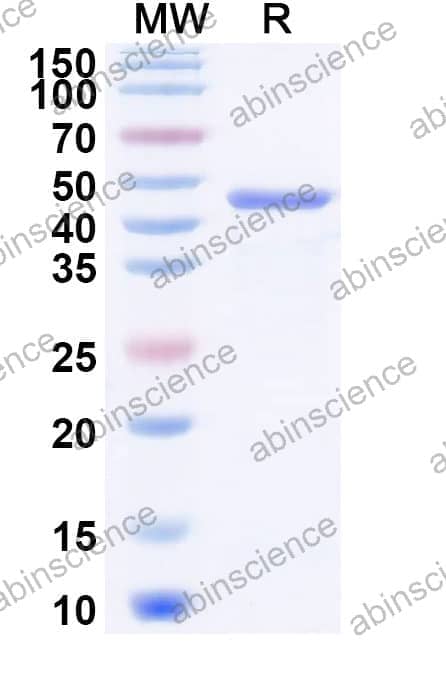 Recombinant Common ragweed Amb a 1 Protein, N-His