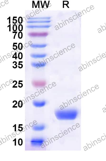 Recombinant Wheat Tri a 28/IAA1 Protein, C-His