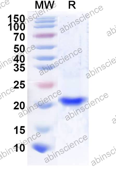 Recombinant Arizona cypress Cup a 1 Protein, C-His