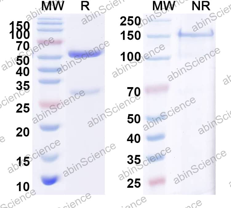 Normal Rabbit IgG Isotype Control Antibody