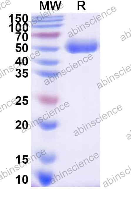 Recombinant Sindbis virus(SINV) Spike glycoprotein E1, C-His