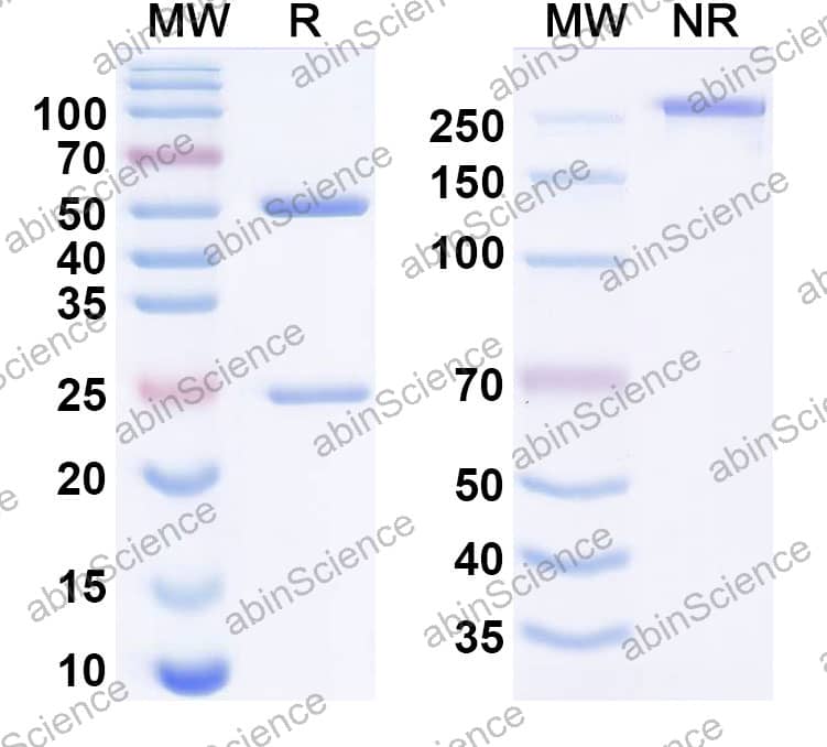 Anti-HPIV Fusion glycoprotein F0 Antibody (SAA2557)