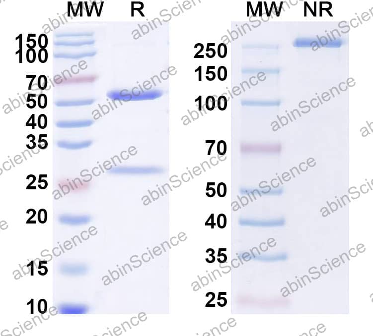 Anti-BCoV Spike glycoprotein Antibody (SAA2518)