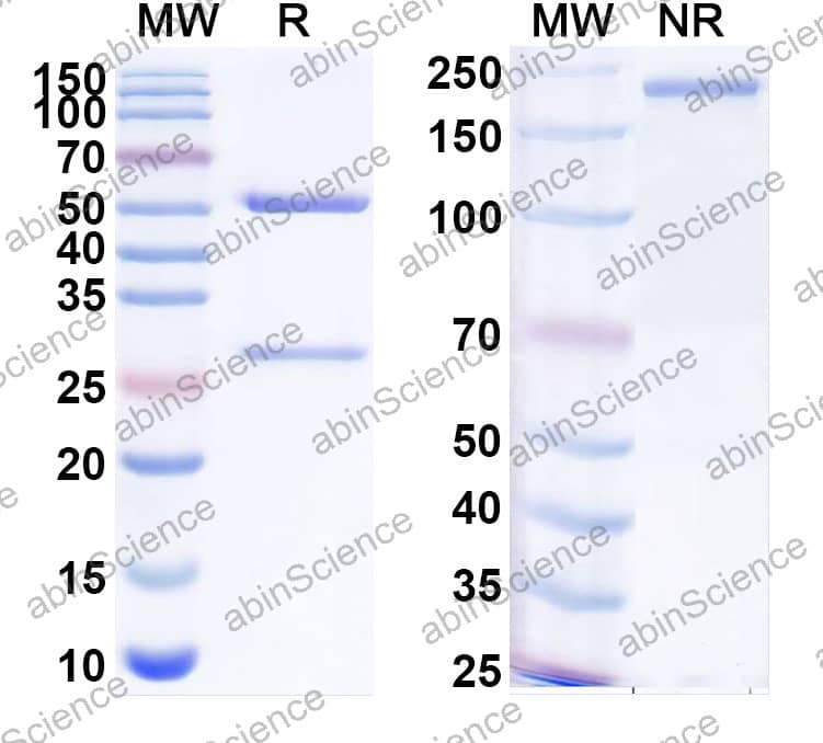 Anti-BCoV Spike glycoprotein Antibody (SAA2518)