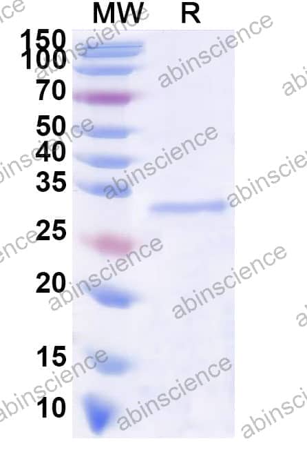 Recombinant ASFV g5Rp/D250R Protein, N-His