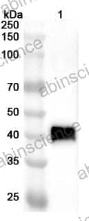 Anti-Influenza A virus (H3N8) NA/Neuraminidase Polyclonal Antibody